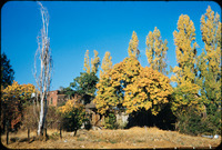 Gold Country fall color thumbnail