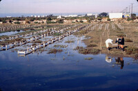 Pt. Mugu Wetlands thumbnail