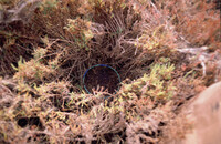 Pt. Mugu Wetlands thumbnail