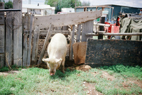 Torres ranch animals 004 thumbnail