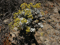 Eriogonum crocatum thumbnail