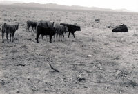 Gallegos farm, Cattle 021 thumbnail