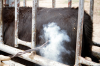 Gallegos farm, Cattle branding 017 thumbnail