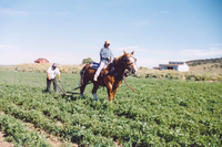 Gallegos farm, Cultivation 002 thumbnail