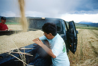 Kaber farm, Threshing oats and baling hay 023 thumbnail