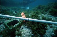 Bird Rock Sargassum Experiment thumbnail