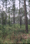 Bottomland Pine Forest thumbnail