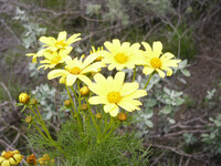 Coreopsis gigantea thumbnail