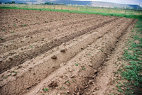 Kaber farm, Volunteers and animals 022 thumbnail