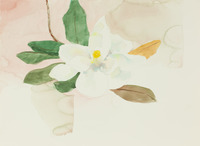 Magnolia on white thumbnail