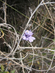 Dichelostemma capitatum thumbnail