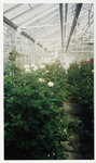 [Row of white flowers] thumbnail