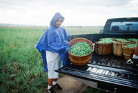 Kaber farm, Harvesting peas 044 thumbnail