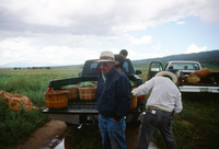 Kaber farm, Harvesting peas 047 thumbnail