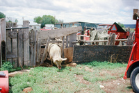Torres ranch animals 003 thumbnail