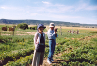 Gallegos farm, Cultivation 018 thumbnail