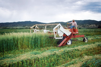 Kaber farm, Harvesting wheat 006 thumbnail