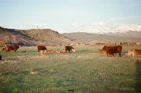 Landscapes and cattle 040 thumbnail