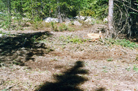 Logging 004 thumbnail