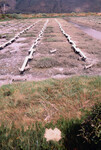 Pt. Mugu Wetlands thumbnail
