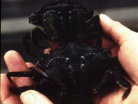 Green Crab San Francisco Bay thumbnail