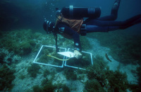 Yuri Springer Censusing Sargassum transects thumbnail