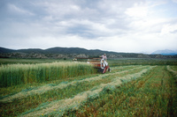 Kaber farm, Harvesting wheat 003 thumbnail