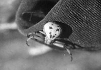 Spider thumbnail