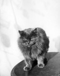 Standing dark long haired cat thumbnail