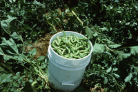 Picking and selling peas 013 thumbnail