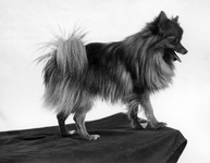 Pomeranian thumbnail