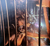 "Studying" Fish Reaction to Red Light thumbnail