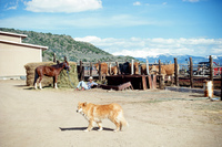 Farm animals and equipment 002 thumbnail
