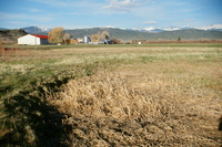 Landscapes and cattle 018 thumbnail