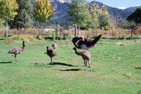 Torres ranch, Landscapes 001 thumbnail