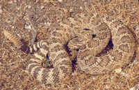 Crotalus oreganus oreganus thumbnail