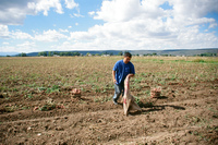 Kaber farm, Potato harvest 013 thumbnail