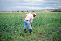 Kaber farm, Compuerta irrigation 038 thumbnail