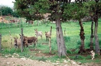 Lake Carrico 021 thumbnail