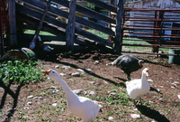 Torres ranch animals 012 thumbnail