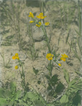 Common monkey flower thumbnail
