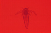 Nauplius brine shrimp 1 day after fertilization thumbnail