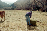 Maistas farm, Ditch and cattle 003 thumbnail