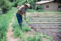 Montoya farm, Irrigating fields 004 thumbnail
