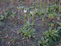Dodecatheon clevelandii thumbnail