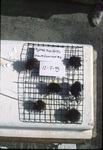 Hypnea experiments thumbnail