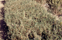 Pt. Mugu Wetlands thumbnail