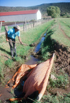 Kaber farm, Plowing and planting winter wheat 018 thumbnail