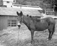 Tethered mule thumbnail