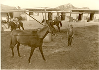 [Student working with horse from equine unit] thumbnail